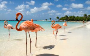 aruba flamingos